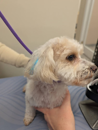 What The Fluff Pet Grooming