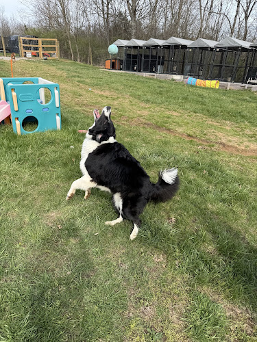 Whiskey Lou's Doggie Daycare & Boarding