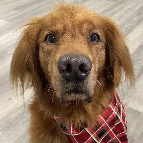 White Meowtain Grooming