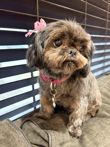 White Rock Pet Grooming