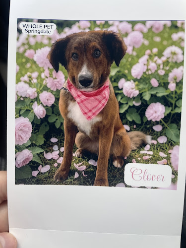 Whole Pet - Springdale