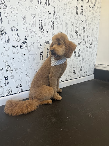 Wicked Awesome Pet Care & Spa