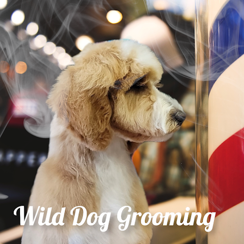 Wild Dog Grooming