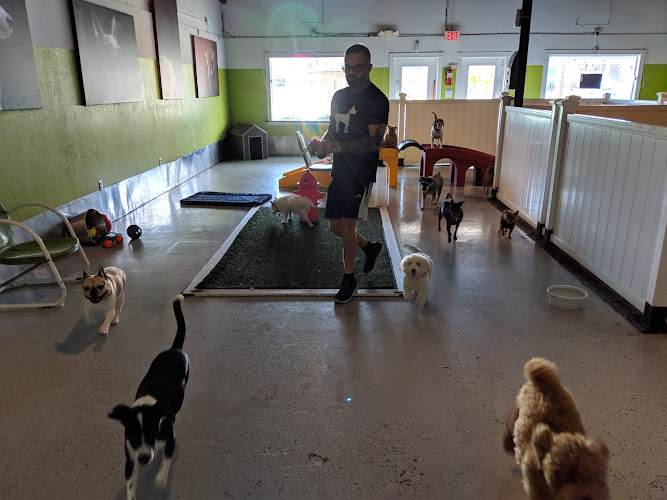 Wilton's Manor Doggie Daycare, Resort & Spa