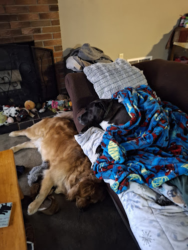 Wizard Of Paws Pet Grooming