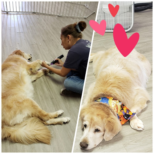 Wizard Of Pawz Dog & Cat Grooming