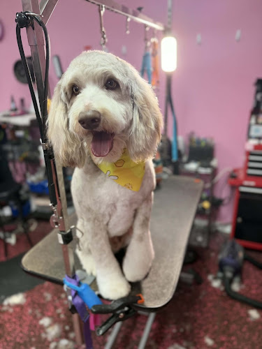 Woof Gang Bakery and Grooming Evans