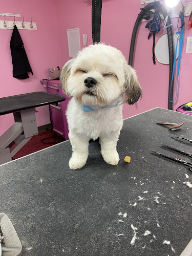 Woof Gang Bakery & Grooming Albuquerque