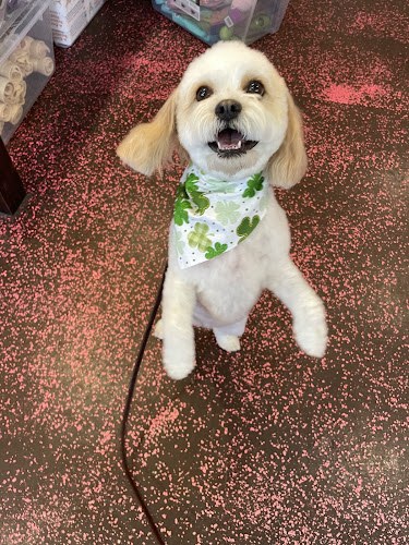 Woof Gang Bakery & Grooming Arlington