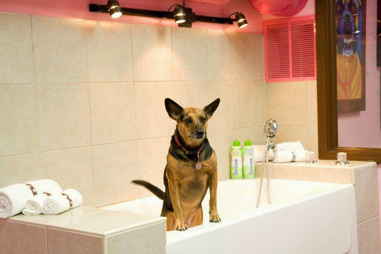 Woof Gang Bakery & Grooming Austin