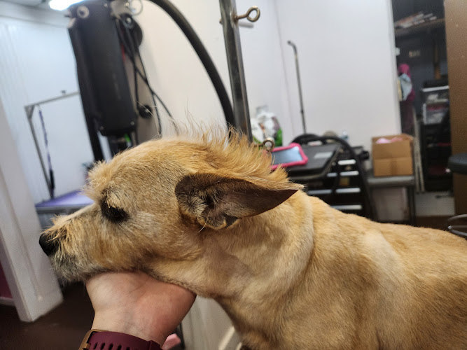 Woof Gang Bakery & Grooming Avondale