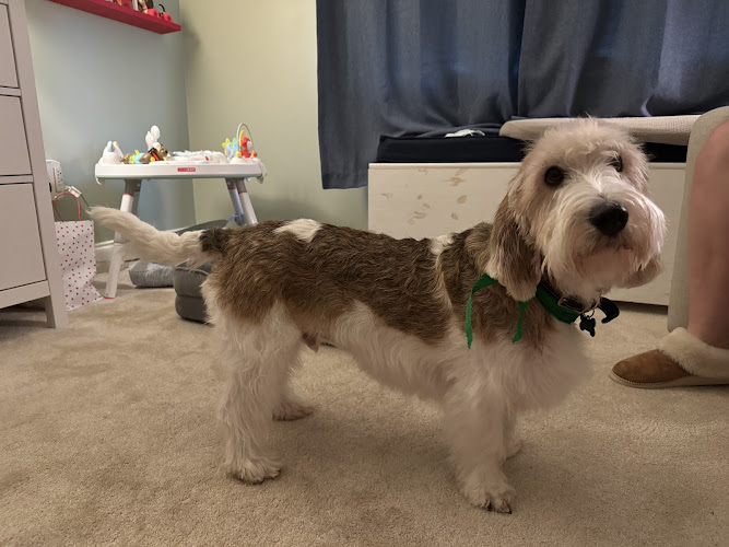 Woof Gang Bakery & Grooming Beltline