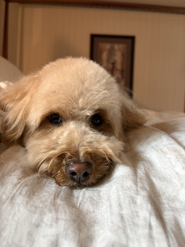 Woof Gang Bakery & Grooming Edina