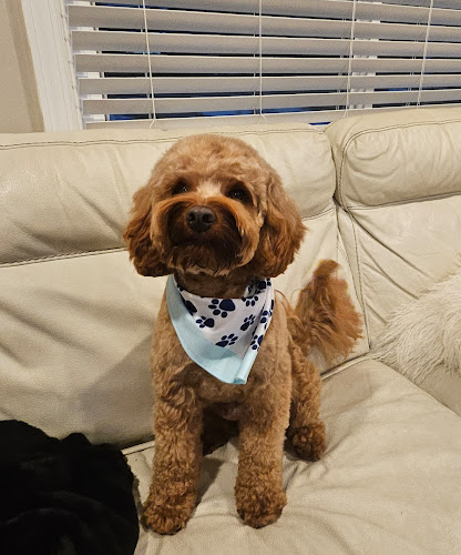 Woof Gang Bakery & Grooming Englewood