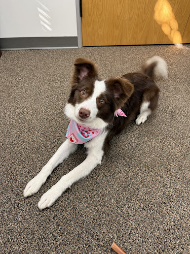 Woof Gang Bakery & Grooming Evergreen