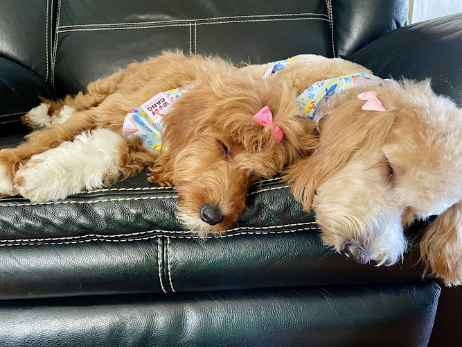 Woof Gang Bakery & Grooming Fleming Island