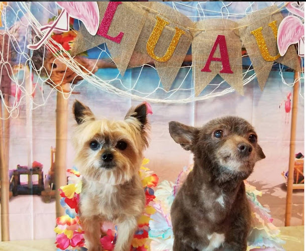 Woof Gang Bakery & Grooming Ironhorse