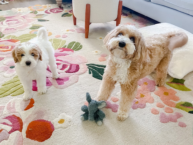 Woof Gang Bakery & Grooming Moncks Corner