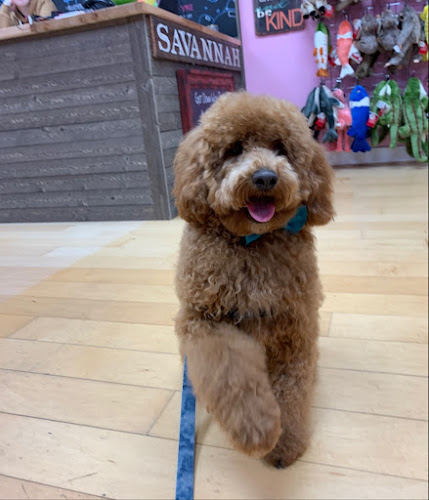 Woof Gang Bakery & Grooming Oglethorpe