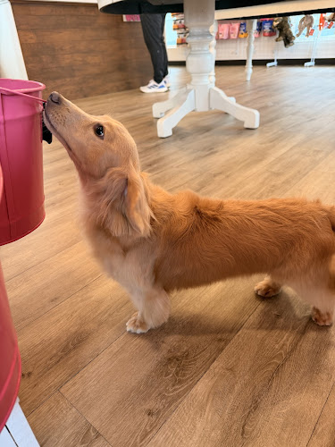 Woof Gang Bakery & Grooming Plaza Midwood