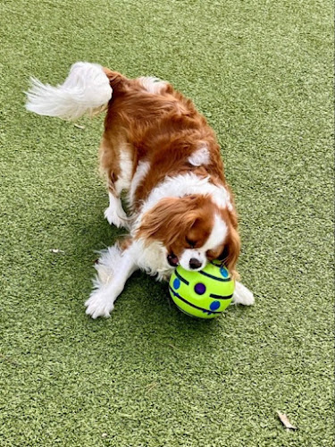 Woof's Play & Stay -Prairie Village