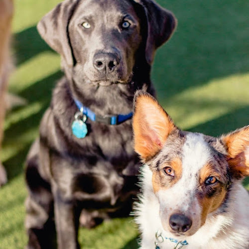 Woof's Play & Stay - South Overland Park