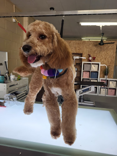 Woof Woof Meow Pet Grooming