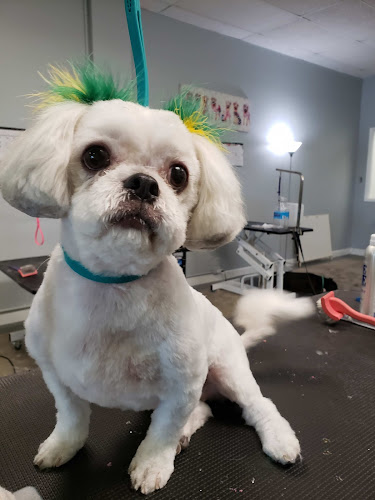 Wooforia Grooming Salon