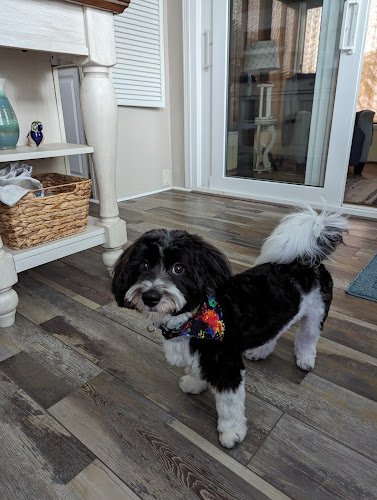 Woofs Pet Spa & Styling