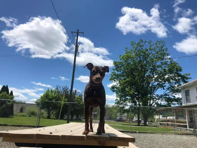 Woofs Wags & Wiggles