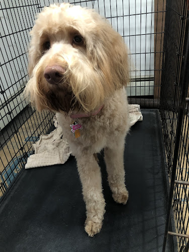 Woofs & Whiskers Grooming Salon