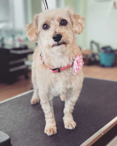 Yankee Doodle Dogs, Tyngsborough