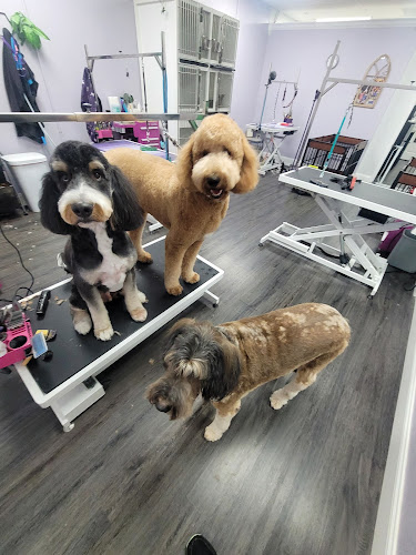 Yes4Paws LLC Professional Pet Grooming