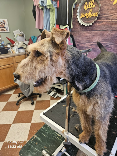 Yorkshire and schnauzer puppies All 4 Pets Ruidoso Nm