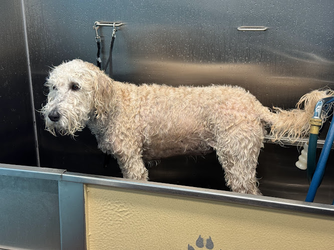 You Dirty Dog--Dog Wash