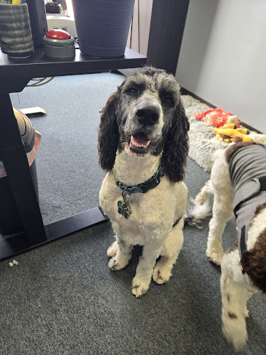 Your Neighborhood Groomer