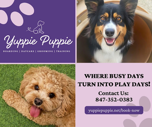 Yuppie Puppie Playcare and Grooming
