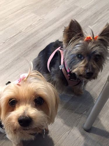 Yuppy Puppy Groom & Board