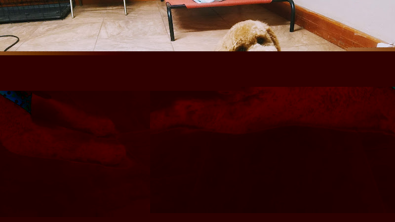 Zion Canyon Canine Recreation Center & Spa