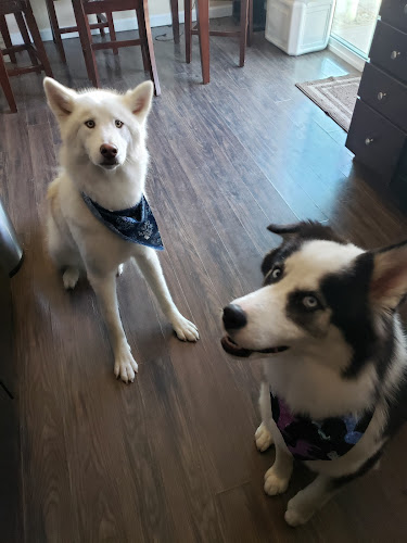 Zoom N Groom Pet Salon (Not Mobile)