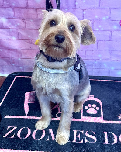 Zoomies Dog Spa & Goodies